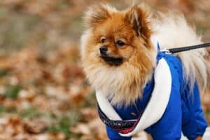 Como deixar seu cachorro confortável usando roupas para climas quentes e frios