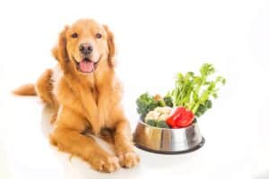Os cães podem comer rabanetes?