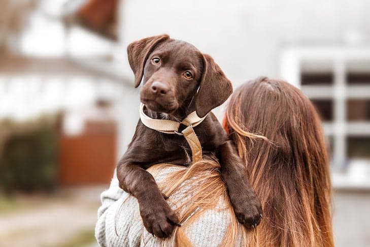 Seu primeiro dia em casa com um novo cachorrinho: dicas para o primeiro dia