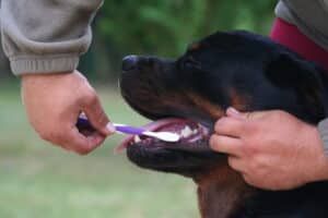 Como se livrar do hálito fedorento de cachorro