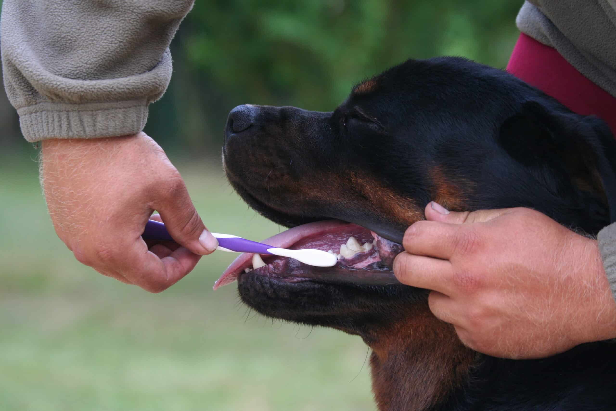 Como se livrar do hálito fedorento de cachorro