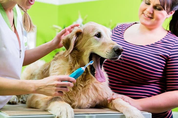 Mitos sobre cuidados dentários para cães desmascarados