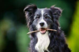 7 maneiras fáceis de manter seu cão idoso feliz