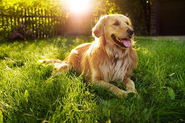 Pele seca em cães: sinais, sintomas, tratamentos