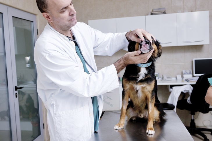 Descubra como os pós dentais para cães ajudam a combater o mau hálito e os dentes amarelos