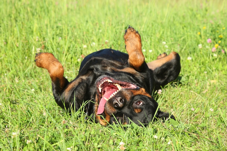 Tênias em cães: sinais, sintomas, tratamento