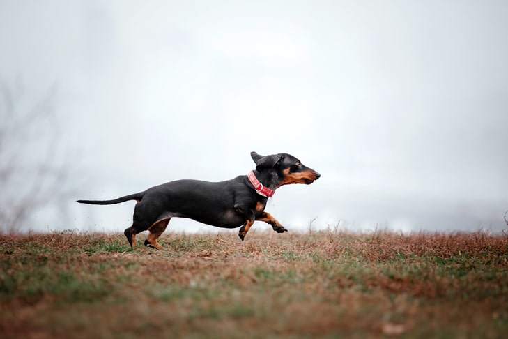 Por que os cães fogem?