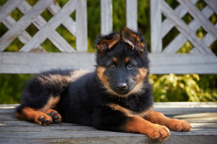 Tricurídeos em cães: sinais, sintomas, tratamentos