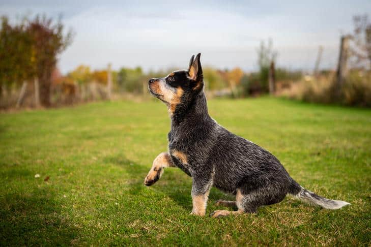 Surdez em cães: sinais, sintomas, tratamento