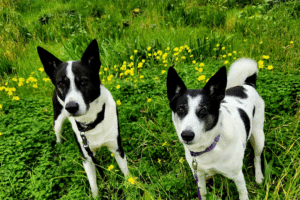 De caminhadas a esportes caninos: a jornada AKC FIT DOG de três cães Canaan