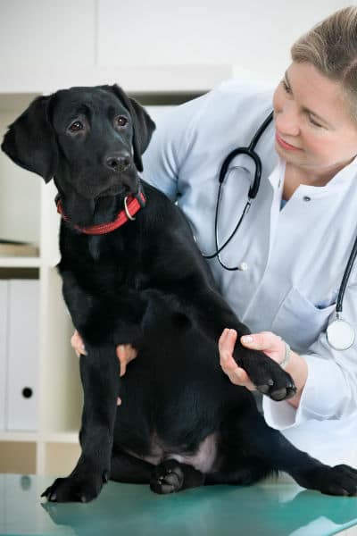 Fenobarbital para cães com convulsões