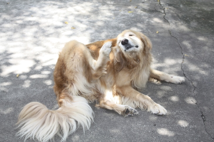 Terra diatomácea para pulgas em cães: usos, efeitos colaterais e alternativas