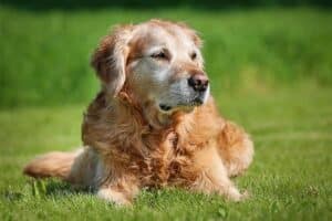 Terapia com plasma rico em plaquetas (PRP) para cães: usos, efeitos colaterais e alternativas