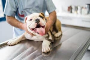 Diazepam (Valium) para cães: usos, efeitos colaterais e alternativas