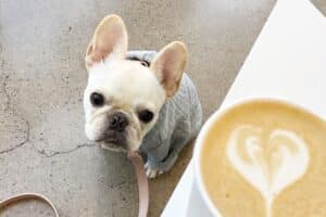 Os cães podem beber café?
