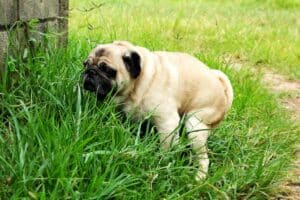Diarréia canina: sinais, sintomas e tratamentos
