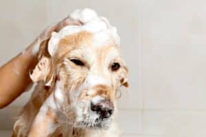 Encontrando o shampoo certo para o seu cão