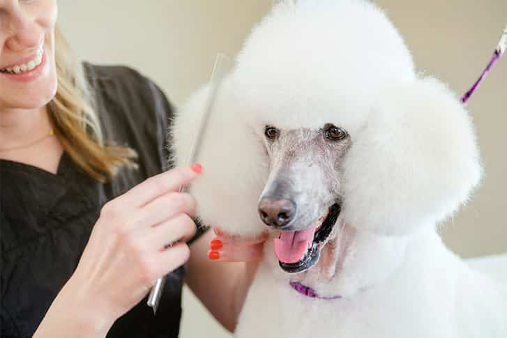 O paradoxo do Poodle: a história por trás de um corte de cabelo