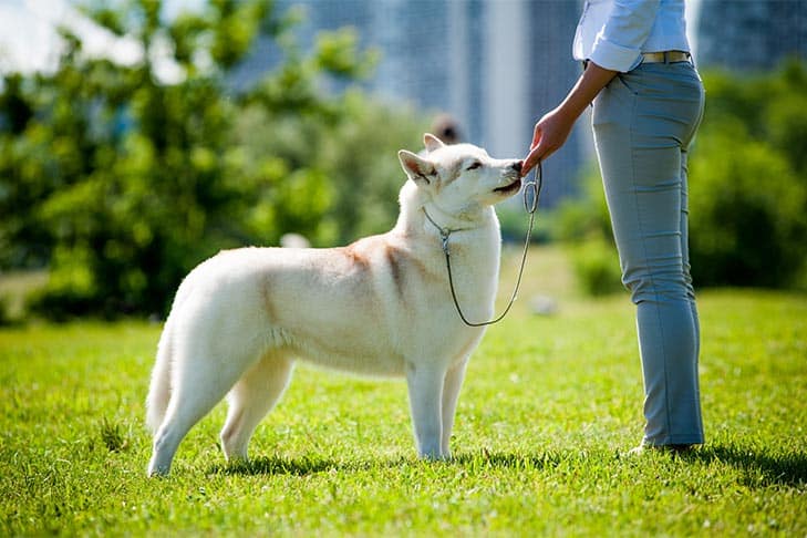 Agressão em cães: sinais, sintomas, tratamentos