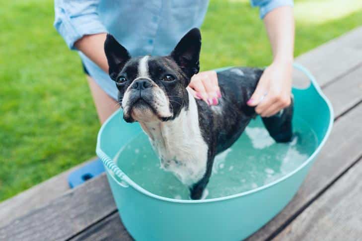 Como tirar o cheiro de gambá do seu cachorro