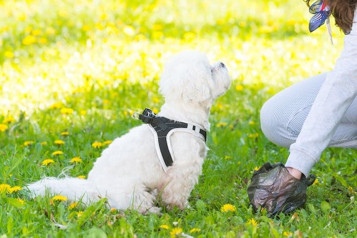 O que saber sobre testes fecais de cães