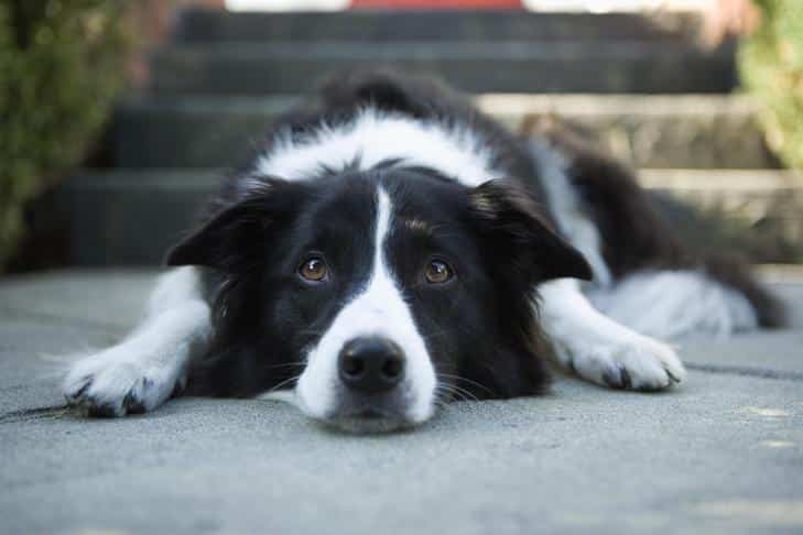 O que fazer se você encontrar um cachorro perdido