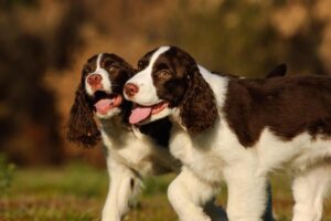 O que são testes de saúde para cães?