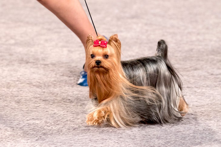 Como cuidar de um Yorkshire Terrier