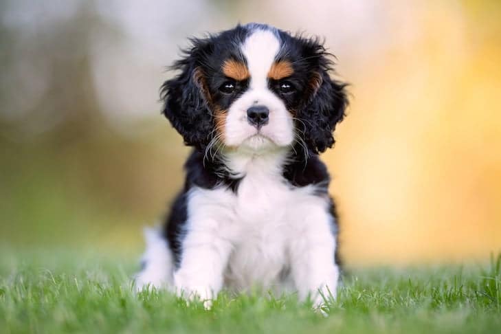 Como cuidar de um Cavalier King Charles Spaniel