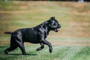 Picadas de mosca negra em cães: sinais, sintomas, tratamentos