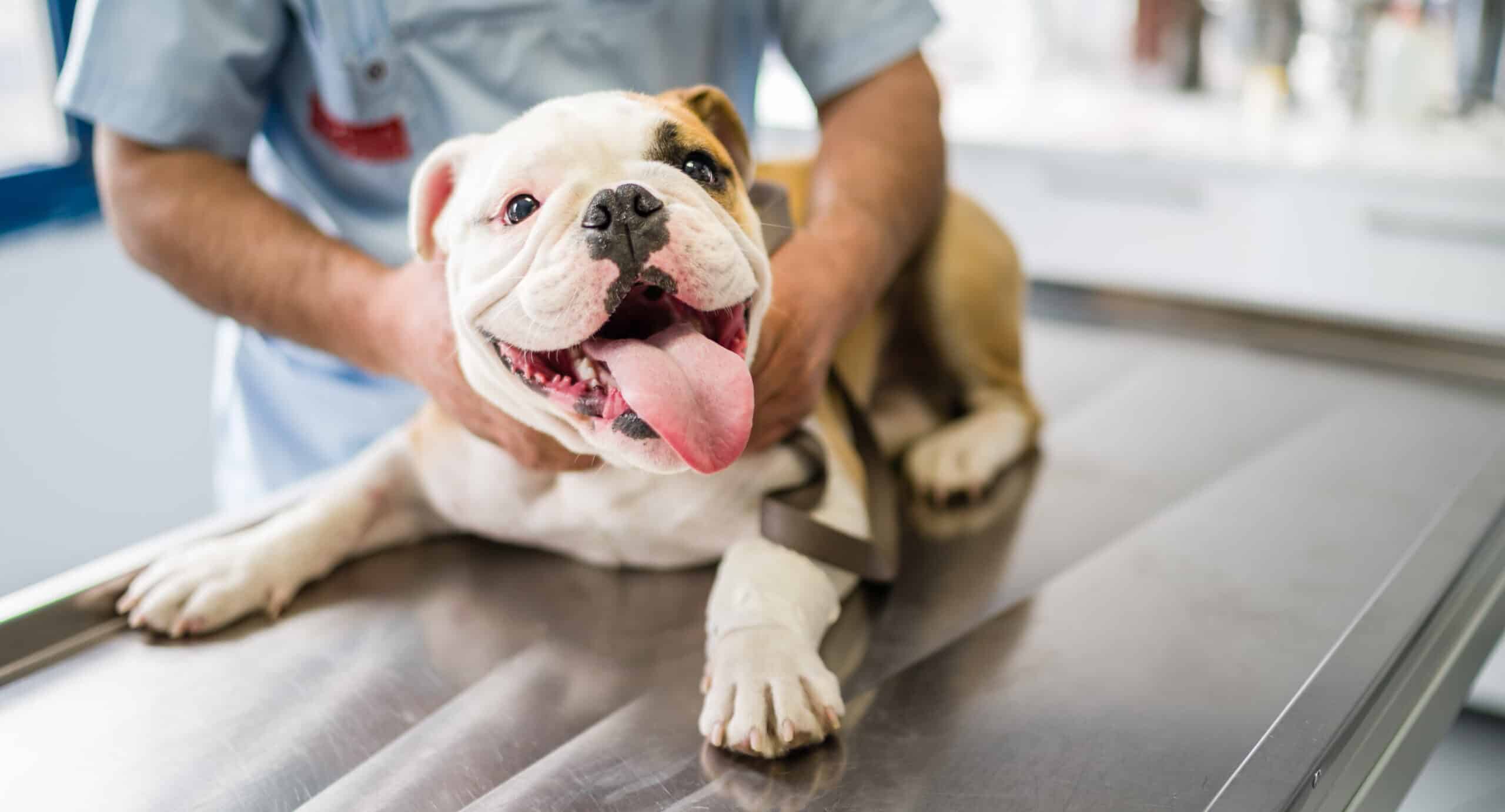 Esofagite em cães: sinais, sintomas e tratamento