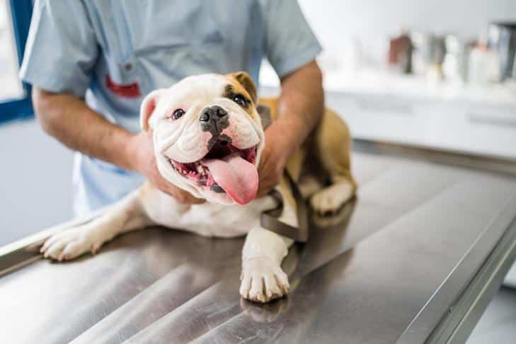 Seu cão precisa de uma massagem? Benefícios da massagem canina