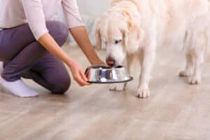 Cronograma de alimentação do cão: com que frequência devo alimentar meu cão?