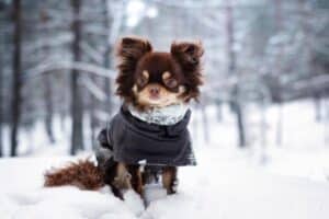 Como manter seu cão aquecido e seguro neste inverno