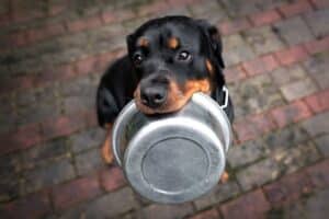 Como ajudar seu cão a comer mais devagar