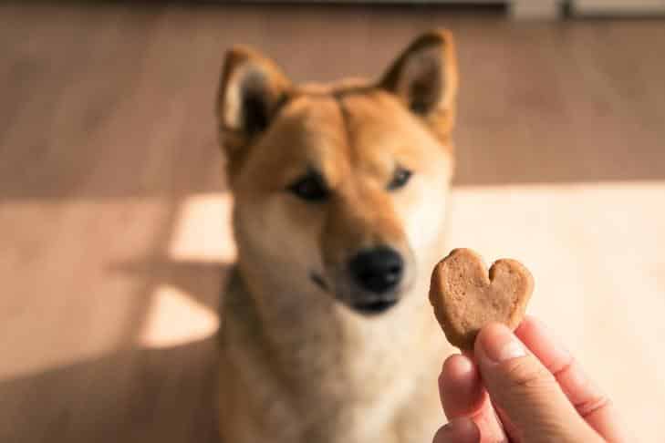 Como escolher as guloseimas certas para o seu cão