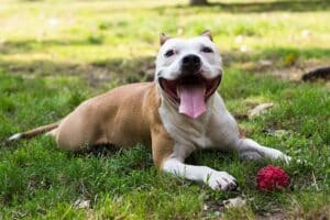 Por quanto tempo você pode manter seu cachorro do lado de fora?