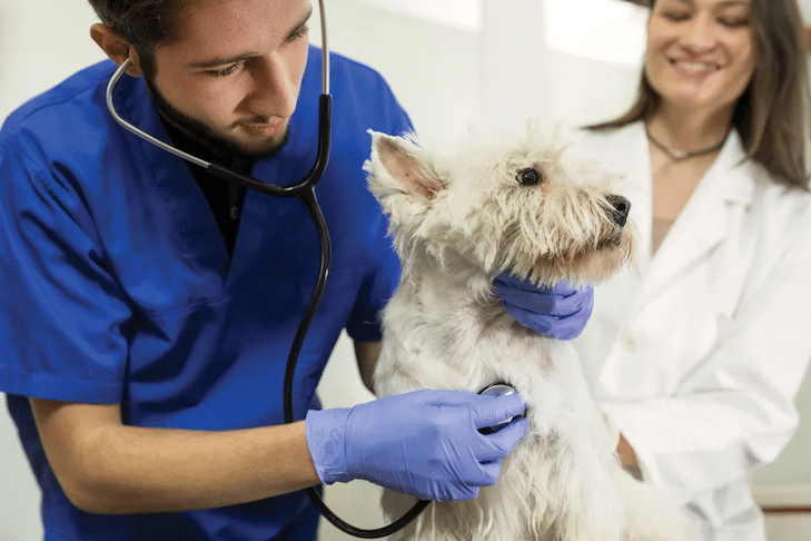 Surto de Listeria e Cães: O Que Saber