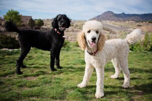 O Poodle Standard é uma boa opção para você?