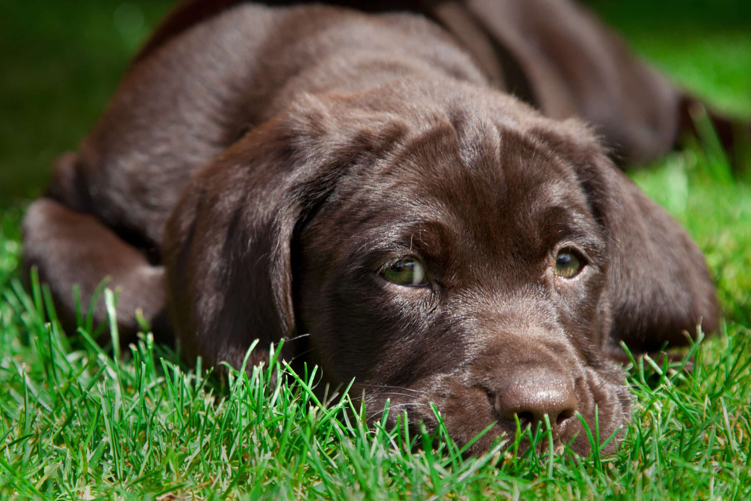 O Labrador Retriever é uma boa opção para você?