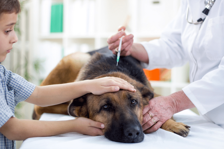 Como tornar as visitas ao veterinário (quase) livres de estresse para seu cão