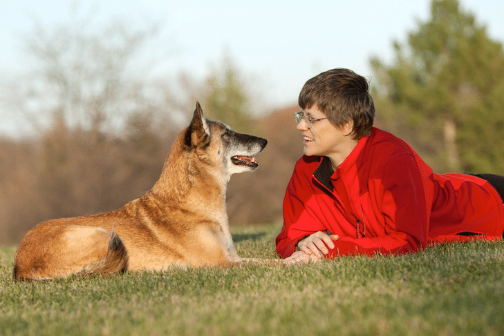 O Pastor Belga Malinois é uma boa opção para você?