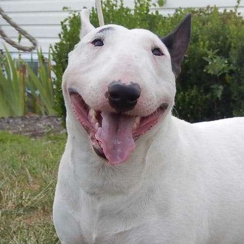 O Bull Terrier Miniatura é uma boa opção para você?