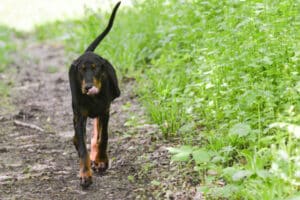 O Coonhound Preto e Castanho é ideal para você?