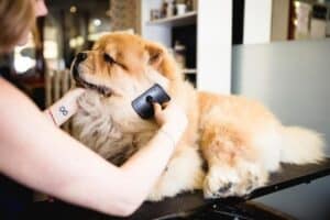 Perda de pelo em cães: sinais, sintomas, tratamentos