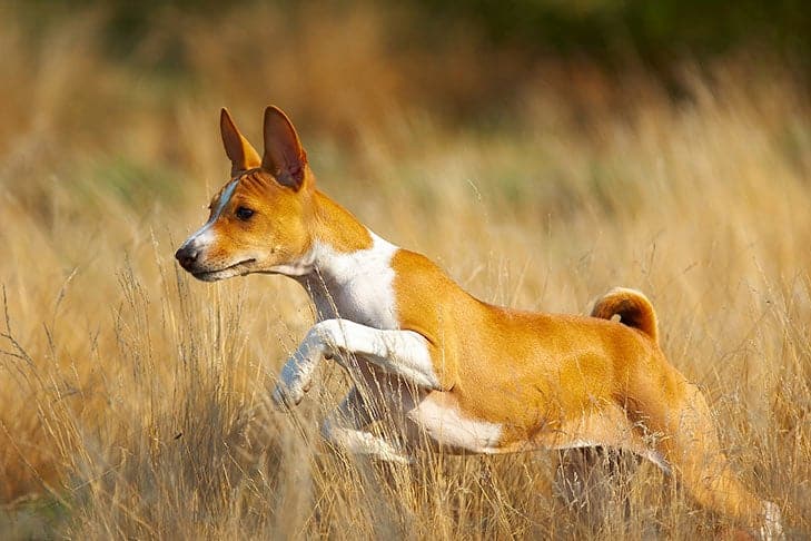 Melhores raças de cães para clima quente