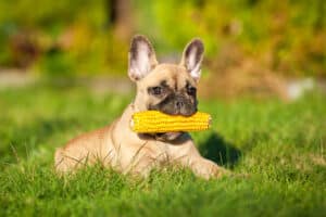 Como ensinar seu cachorro a trocar itens com você