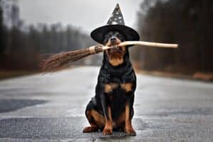 O que os cães realmente pensam sobre o Halloween?