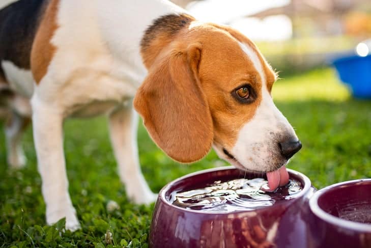 É seguro para cães beberem água em tigelas comunitárias?