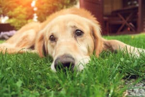 Síndrome da cauda feliz em cães: sinais, sintomas, tratamentos